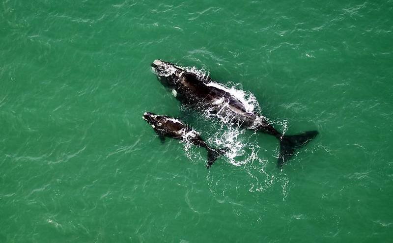 Onde observar as baleias francas em Santa Catarina?