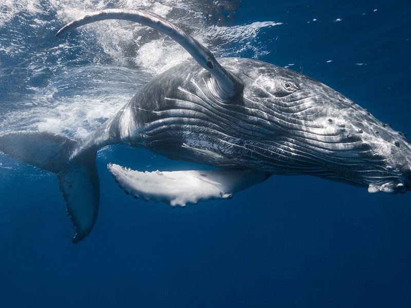 Começa a temporada de avistamento das baleias Jubartes no Espirito Santo