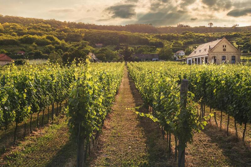 Rota do Vinho na Argentina: 4 vinícolas para conhecer em Mendoza