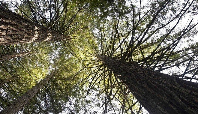 O que ver e fazer no Parque das Sequoias, em Canela