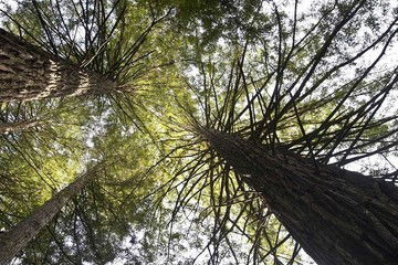 O que ver e fazer no Parque das Sequoias, em Canela