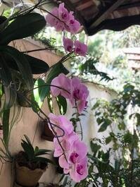 noso jardim com orquídeas
