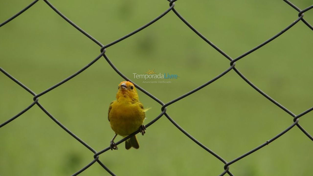 Chácara / sítio para aluguel de temporada em Pinhalzinho (Bairro da Cachoeirinha)