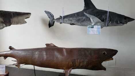 Museu de pesca 