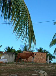 House on Barra Grande Island / Ponta Grossa Road