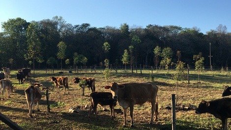 Criação de vacas na chácara