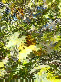 Frutas de época (carambola )