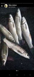 Peixes para consumo no local sem taxa ( precisa trazer equipamentos de pesca )