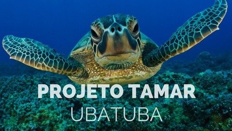 Projeto tamar (recuperação das tartarugas marinhas)