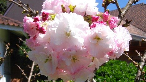 Cerejeira do japão! floresce apenas uma vez ao ano!