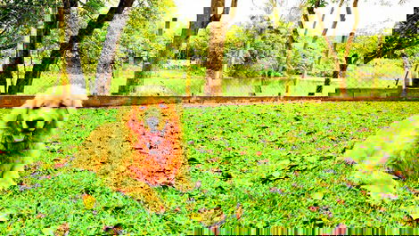 Bosque do Itaoca - Ribera, Lago, Senderos