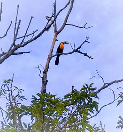 Como o tucano é lindo!