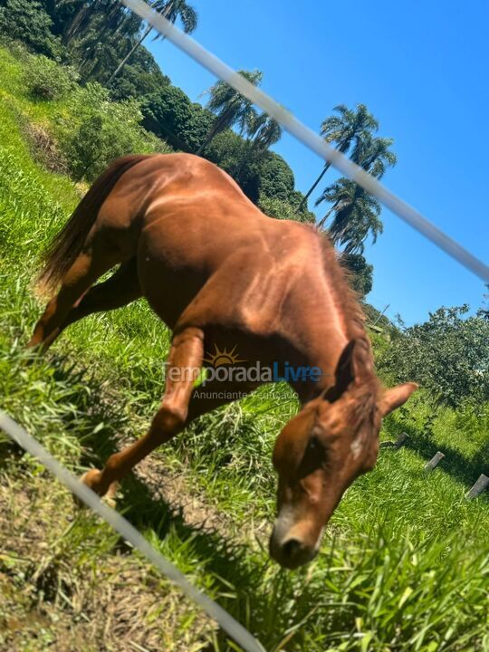 Granja para alquiler de vacaciones em Mairinque (Dona Catarina)