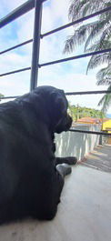 Dog prestigiando a vista do quintal