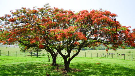 Fazenda Brinsini 1 km from the Parks, huge space !!