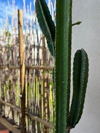 Casa Arandu - Milagres con playa a unos pasos