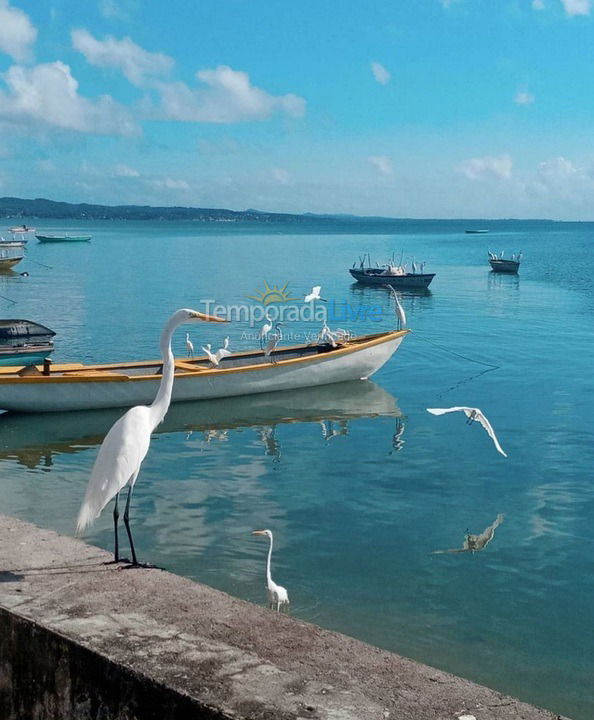 Casa para aluguel de temporada em Salinas da Margarida (Praia do Araçá)