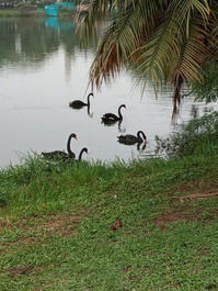 Parque do ibirapuera - a 5 minutos a pé 