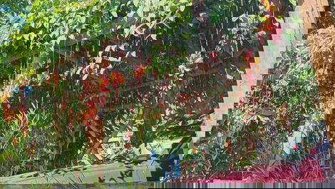 Foto do pergolado florido com flores de sapatinho de judia em frente da churrasqueira e a lateral da casa
