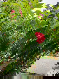 Jardim