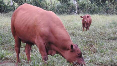 Aluguel temporada Chácara do Haras VTP