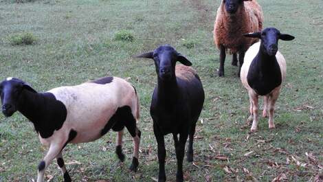Aluguel temporada Chácara do Haras VTP