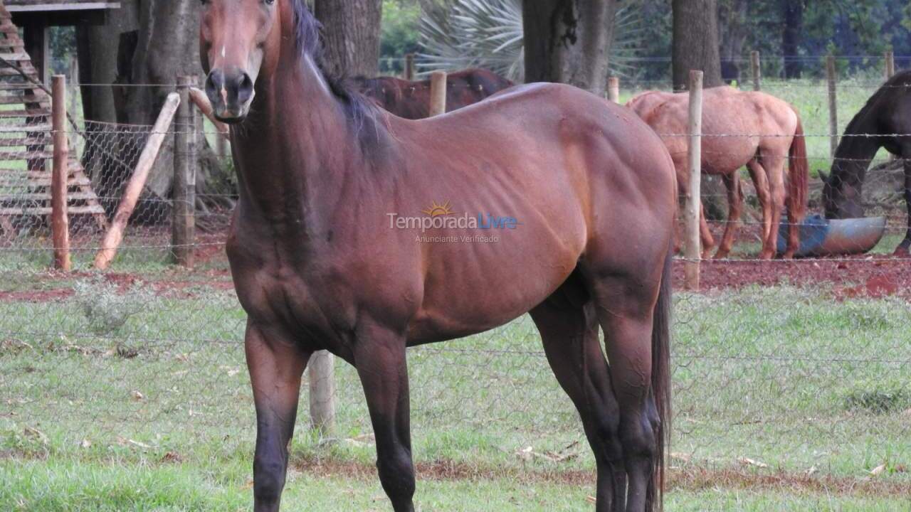 Casa para aluguel de temporada em Cesário Lange (Haras Vtp)