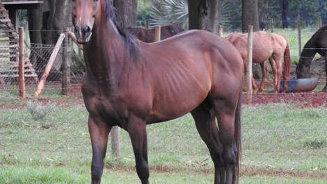 Aluguel temporada Chácara do Haras VTP