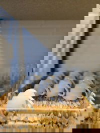 Xícaras 