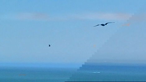 As aves marinhas dando seu show em frente à janela.