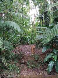 Bangalô na Floresta: Refúgio Morretes