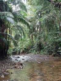Bangalô na Floresta: Refúgio Morretes