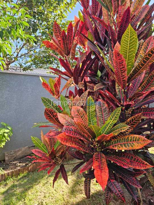 Casa para aluguel de temporada em Bombinhas (Canto Grande)