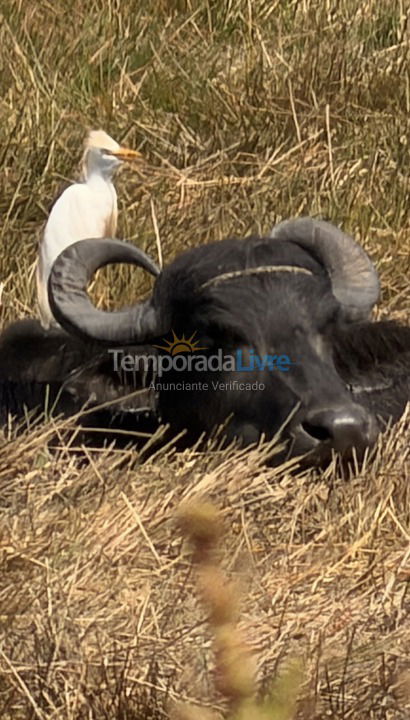Casa para alquiler de vacaciones em Salvaterra (Joanes)