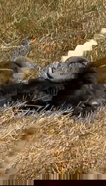 Casa en la isla de Marajó