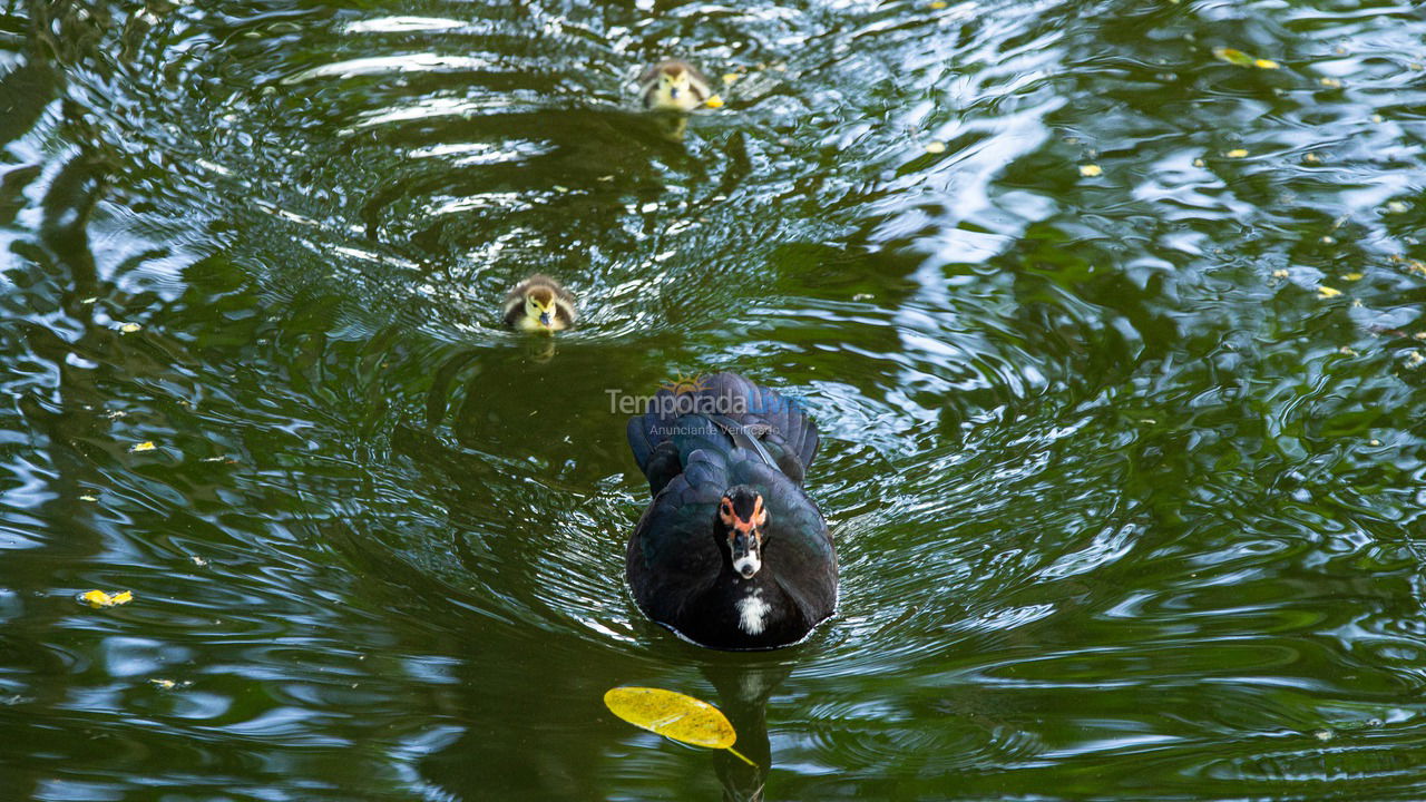 House for vacation rental in Ubatuba (Horto Florestal)