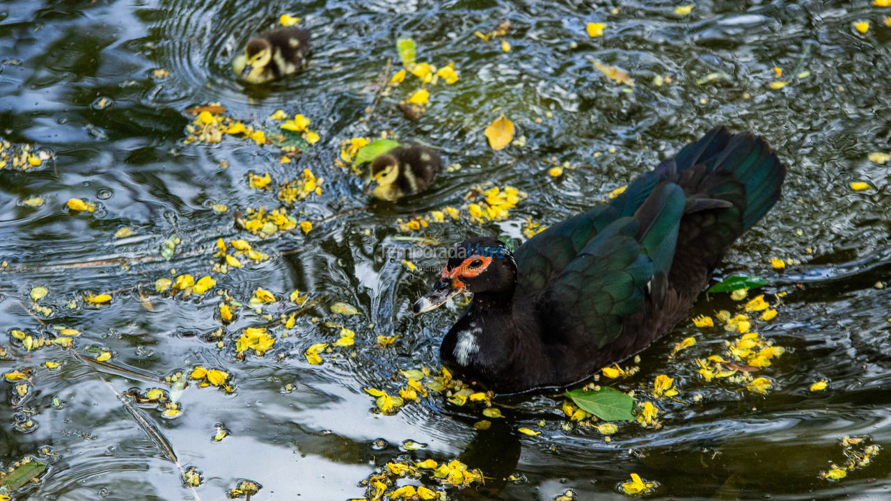 House for vacation rental in Ubatuba (Horto Florestal)