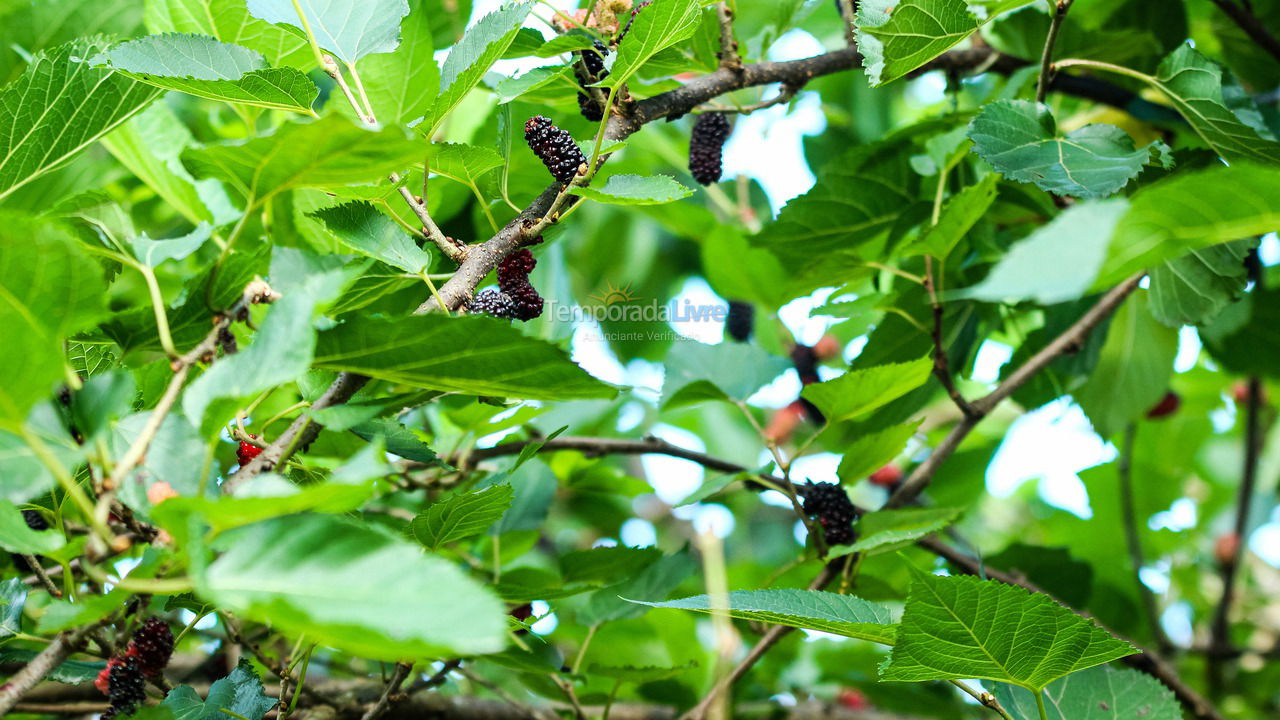 House for vacation rental in Ubatuba (Horto Florestal)