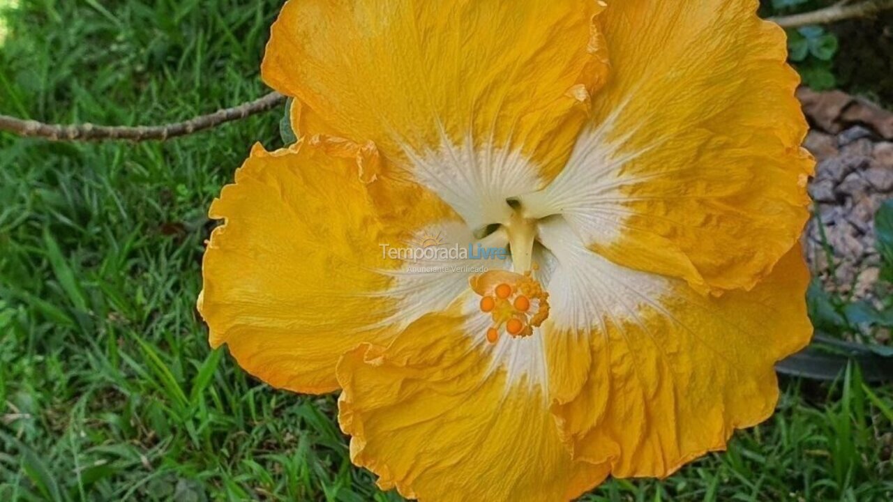 House for vacation rental in Ubatuba (Itamambuca)