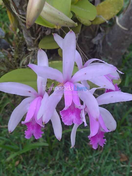 Apartamento para aluguel de temporada em Ubatuba (Itaguá)