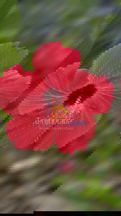 Casa para aluguel de temporada em Porto Seguro (Alto Mundaí)